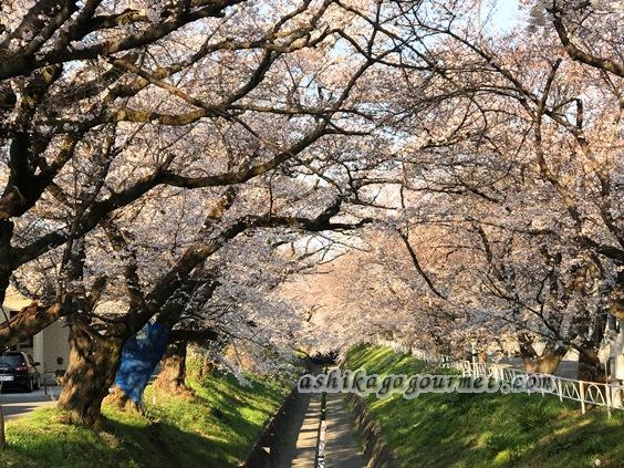 足利のお花見名所 足利グルメのブログ Ashikaga Gourmet